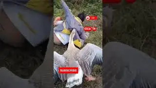 Funny duck and human seen | duck | Animals | #animallovers #duck #viral