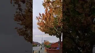 #autumn #liverpool #autumncolors #uk #nature #naturelovers #colors #merseyside