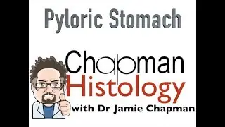 3 Min Histology - Pyloric Stomach