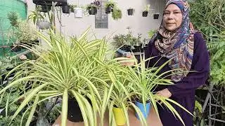 Unlock Lush Growth: Pandanus Plant Growing Tips