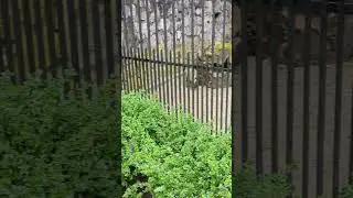 Niedliche langohrige Tiere, die sich gegenseitig herumjagen