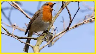 The European Robin: A Melody for the Soul #birds #birdlovers #birdsong #birdsounds #nature #wildlife
