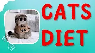 Transitioning Your Cat to a Wet Food Diet A Step by step