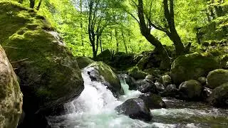 &ldquo;Relaxing Jungle Walk in North Iran 🌿 | Nature Sounds & Peaceful Forest&rdquo;