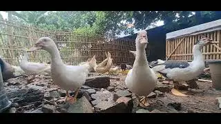 Home Livestock for Beginners 🦆🥰  @wrinkletheduck #duck 