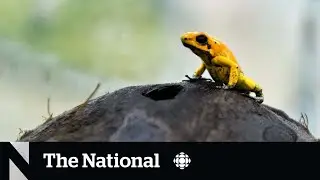 Half of world's species in decline, study suggests