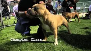 AMERICAN BULLY SHOW - LIGHTS OUT BULLY FEST
