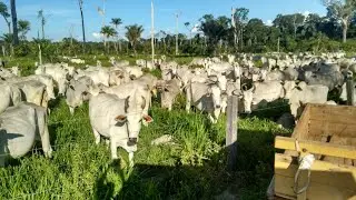 FAZENDA A VENDA OU PERMUTA REGI&Atilde;O DE S&Atilde;O F&Eacute;LIX XINGU. 500 ALQUEIRES TOTAL. 350 ALQUEIRES DE ABERTURA