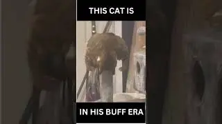 A buff cat