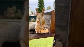 Beautiful Light-colored Squirrel. Красивая светлая белка.