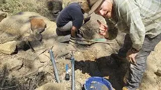 crevicing a dried out parched creek during a heatwave.