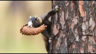 Fox Squirrel: Longleaf on the Short vol. 7