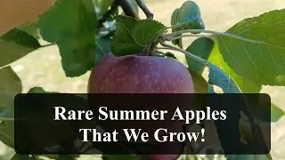 Rare Summer Apples That We Grow!