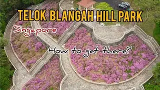 Telok Blangah  Hill Park Singapore  #SiopaoOFW #Singapore #telokblangah