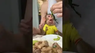Happy meal with BiBi | Curious Monkey Family's Daily