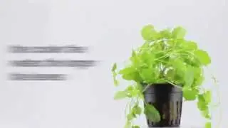 Aquarium Plant Cardamine lyrata - a trailing plant that grows quickly