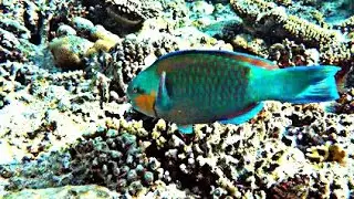 A bright parrot fish sails among the corals of the Red Sea