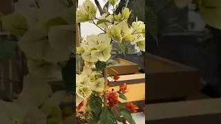 7star ⭐ Bougainville #viral #treanding #reels #shorts #song #bougainvillea #plants #garden #winter