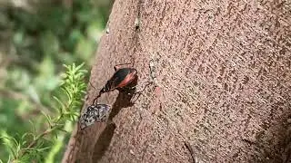 A bug fighting a beetle