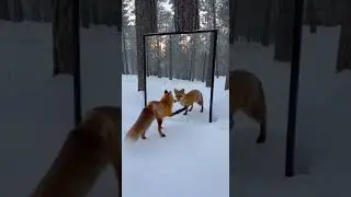 Curious Fox Pounces at His Own Reflection 🦊❄️
