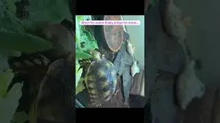 The speed is unreal 😂🥖🐢 #relatable #shorts #subscribe #like #share #comment #tortoise #viral
