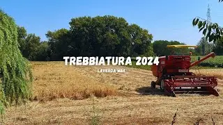 Trebbiatura 2024 | Laverda M84