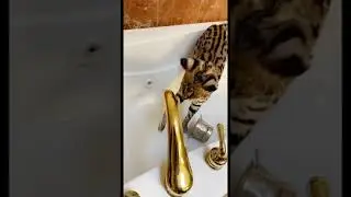 serval cat playing in water