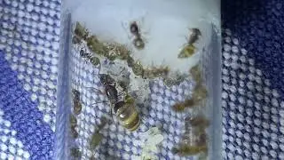 Physogastric Lasius Minutus Queen with eggs and Larvae
