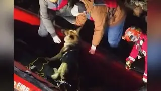 Man Arrested After Attempting To Rescue Dog From Steep Cliff