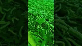 silk worm harvesting 🤩✌️💰#silk #technology #farmers #ytshort #viral #रेशीम #shorts