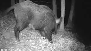 Pi&egrave;ge photo, 1 an d'animaux sauvages
