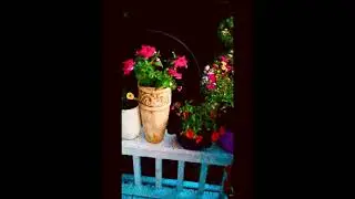 Amazing full flower in garden 2021|Dream flower garden |宁子花园（ningzi garden)#shorts