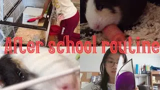 after school routine with guinea pig