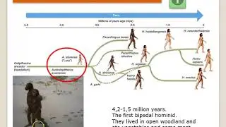 hominisation