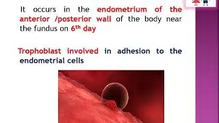 Fertilization   part 2 | OBG| bsc nursing | obstetrics and gynecology |