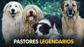 Los Perros Pastores M&aacute;s Incre&iacute;bles del Mundo