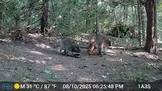 20250811 Skunk Raccoon Squirrels Chipmunk Crow Blue Jay Dove Mouse Fiesty Raccoon Kits