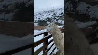 Lama eating snow ❄️🥶