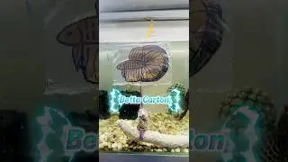 C&aacute; Betta Carton kh&ocirc;ng cần cho ăn, kh&ocirc;ng cần thay nước #starbettashop #bettafish #betta
