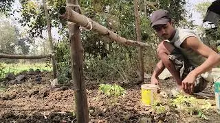 Tomoto plantation 
