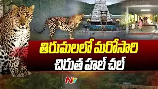 Leopard Spotted on Tirumala Walkway, Devotees Urged to be Cautious | NTV Live