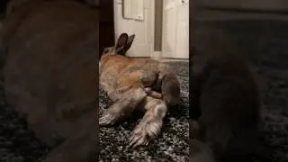 Every bunny got this superpower&hellip; #rabbit #rabbits #bunny #poop #funnyanimals #funnypets
