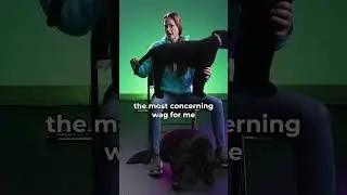 A wagging tail does not necessarily mean a friendly dog.