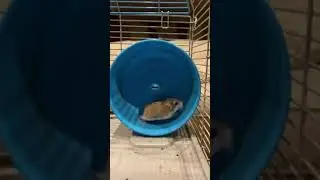 Hamster running #lol #funny #hamster #memes #shorts #running
