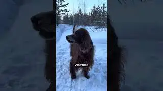 Воск для лап #WW276563 (копируй и вставляй с WW).