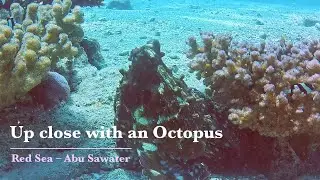 Beautiful Octopus in the Red Sea &ndash; and why a patient diver will see more