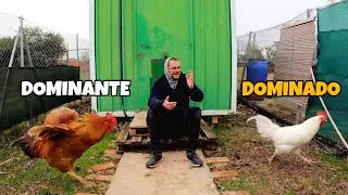 Así funciona la jerarquía en un gallinero. Evita que tus gallos se peleen.