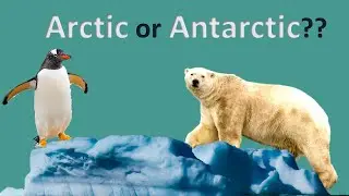 Arctic or Antarctic? Polar Quiz