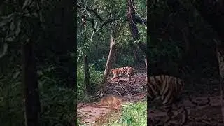 #tiger #wildlife #nature #wild #tigersofindia #tigress #tigerreserve #madhyapradesh #incredibleindia