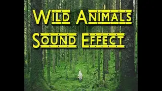 Wild Animals sound effect I Free download animal sounds
